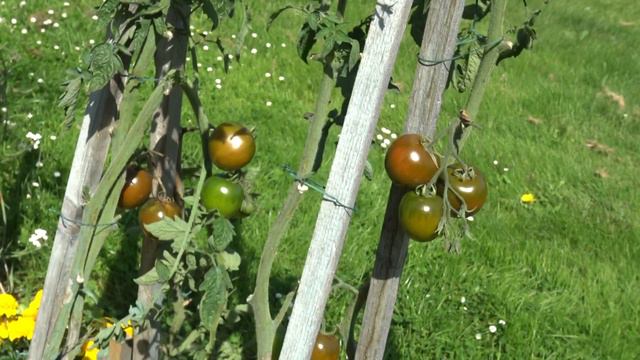 Mildiou sauvez vos tomates смотреть онлайн