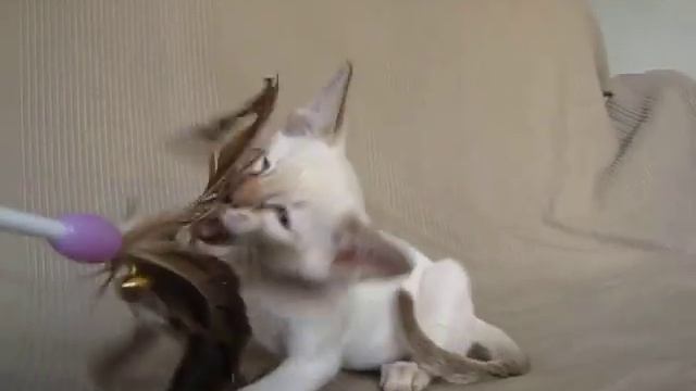 Сиамский котенок, окрас шоколадный табби, 8 недель смотреть онлайн