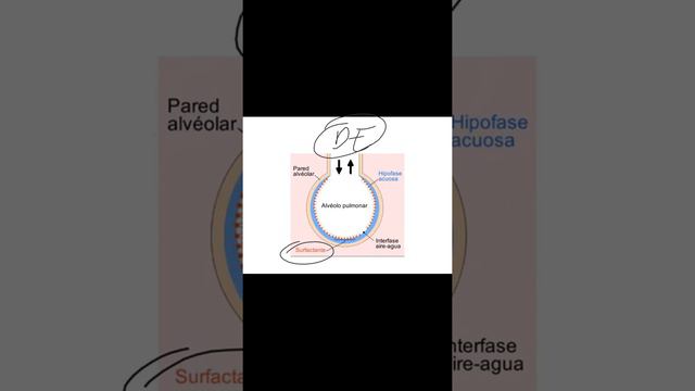 Fisiologia II part 1 clase 09 08 20 смотреть онлайн