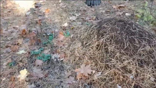 Лесной осенний квест смотреть онлайн