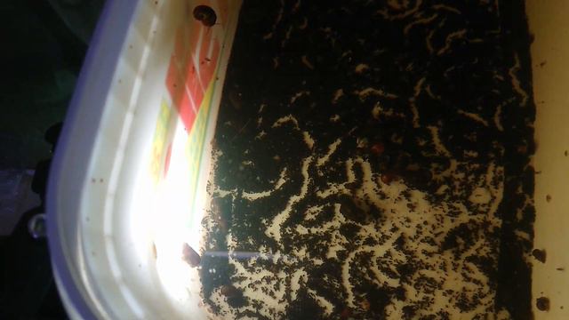 Обзор ЖИВЫХ КОРМОВ для аквариумных рыбок #аквариум #аквариумистика #aquarium #живыекорма смотреть онлайн