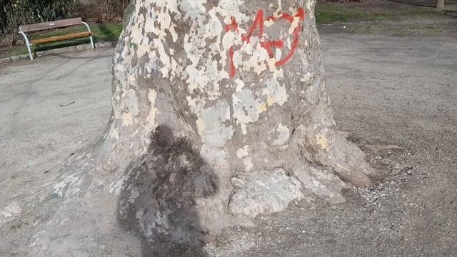 Толстое дерево в парке. смотреть онлайн