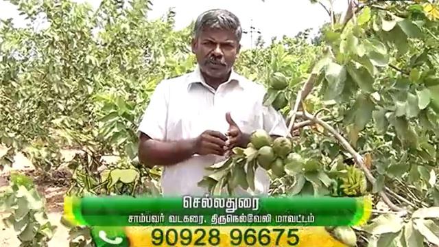 கொய்யா சாகுபடி எளிது...செலவும் குறைவு... | வளர்சோலை | மலரும் பூமி 13/09/19 смотреть онлайн