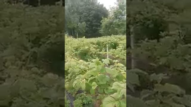 Покупка-продажа саженцев малины сорта Лячка (Лашка, Ляшка) смотреть онлайн