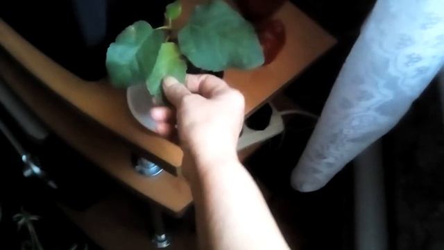 Подкормка комнатных растений