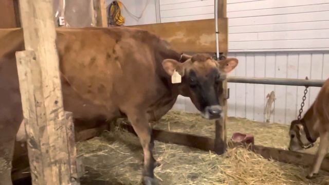 Пустой коровник и Разбитое сердце Джерсейки Люси!? смотреть онлайн