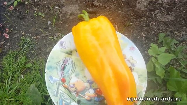 Перец "Оранжевый бык" созрел Показываю какой он внутри и сколько весит. смотреть онлайн