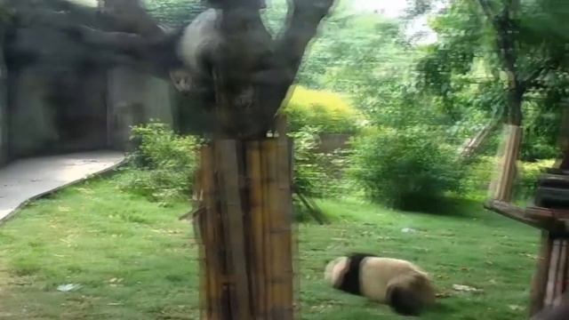 Панда - самый неуклюжий и милый медведь. Интересные факты о пандах смотреть онлайн