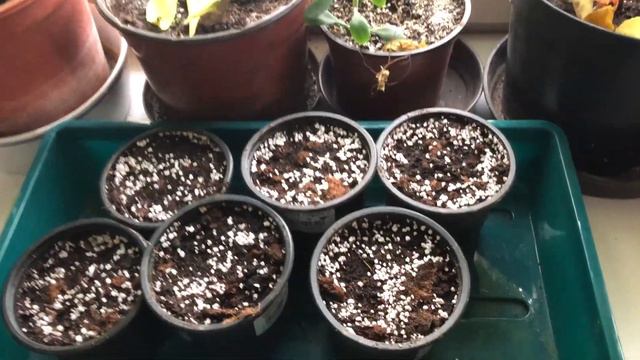 Clivia vetése смотреть онлайн