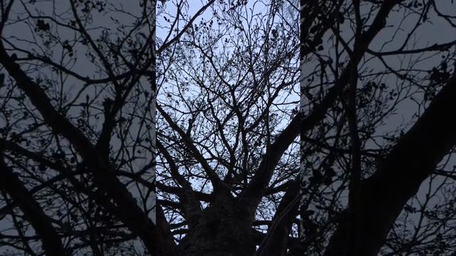 Grey alder (Alnus incana) - canopy - January 2018 смотреть онлайн