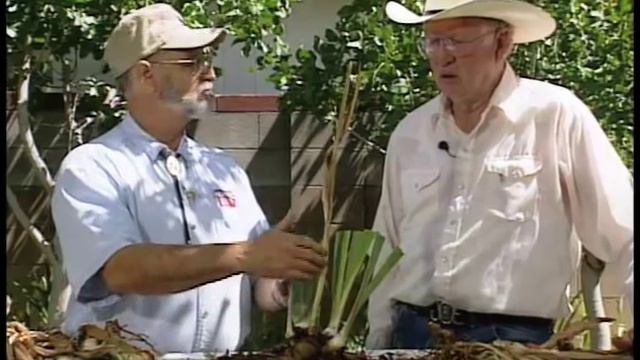 How To Divide And Re-Plant Irises смотреть онлайн