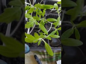 Пикировка рассады томатов. Зачем нужно прищипывать главный корень ростков