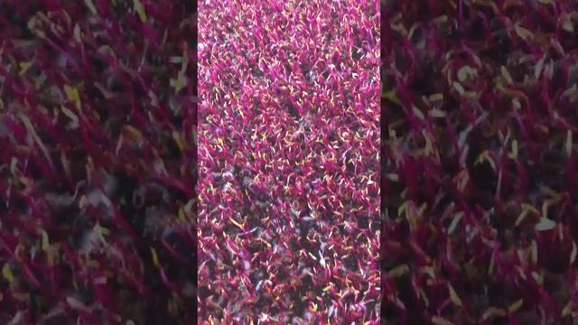 Свекла Мангольд 5 день роста смотреть онлайн