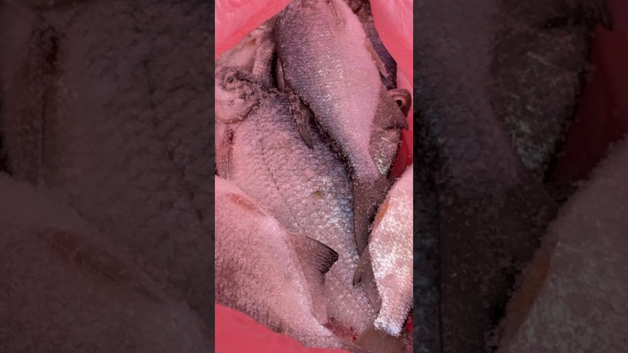 Пакет рыбы #первыйлёд #рыбалкакстово #зимняяудочка #плотва #лещ #густера смотреть онлайн