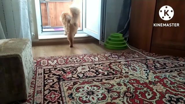 Кот Кузя. Обычный вечер. смотреть онлайн