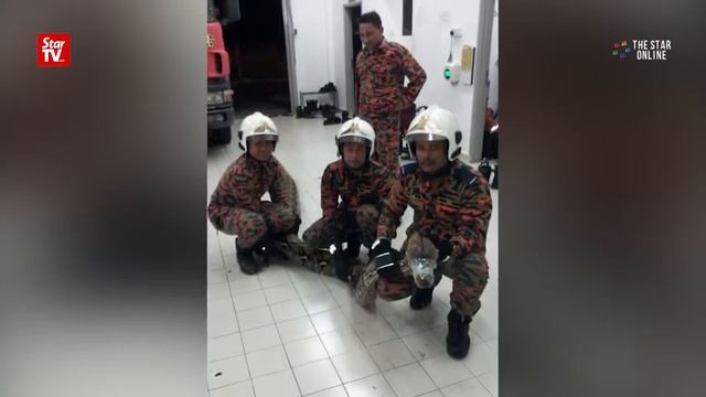 6.7m python slithers into Johor home смотреть онлайн