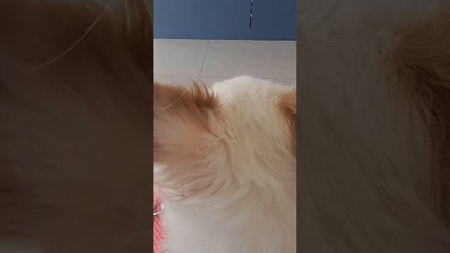 Собака трясется от страха, едва зайдя в ветеринарную клинику смотреть онлайн