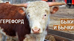 Быки-производители и бычки на откорме герефордской породы. Семейная ферма КФХ Герефорд.