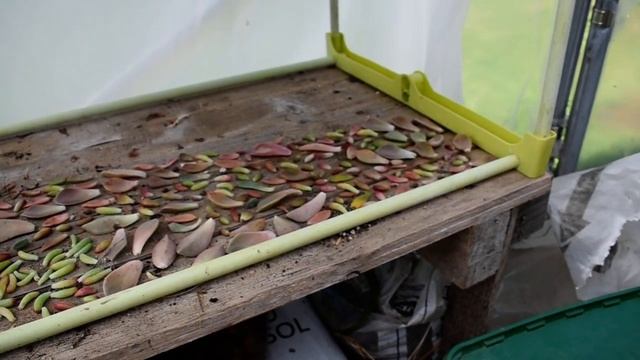 Bouturage du Sedum dasyphyllum смотреть онлайн