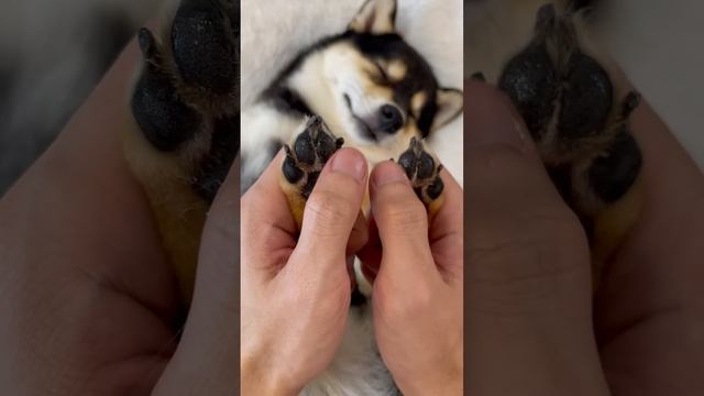 （高清版）曼玉manyu沉浸式护理spa ASMR #柴犬 #豆柴 #抖音 #柴犬可愛い смотреть онлайн