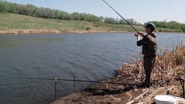 Фидер + флэт фидер. Рыбалка в мае. Ловля на платнике.(LiveFishing) смотреть онлайн