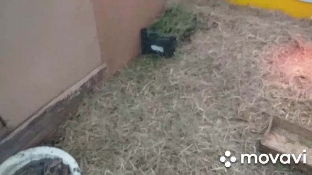 Содержание и разведение гусей и уток зимой в теплице.Ценные советы. смотреть онлайн