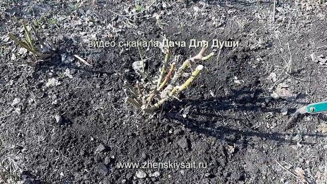 9 "ПОЧЕМУ" не цветут РОЗЫ??? смотреть онлайн