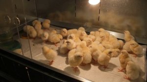 СКОЛЬКО ЦЫПЛЯТ САЖАТЬ В БРУДЕР.