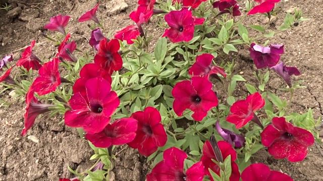 Petunia × hybrida ´Tidal Wave Red Velour´ смотреть онлайн