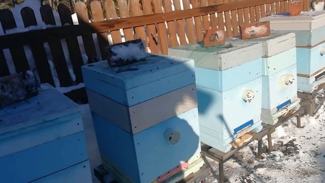 Выставка пчел.-Когда выставлять пчел.