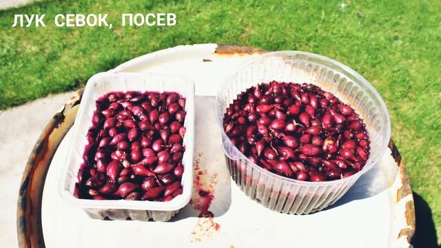 ПОСЕВ ЛУКА СЕВКА ВЕСНОЙ В ОТКРЫТЫЙ ГРУНТ. СРОКИ ПОСЕВА В ГРЯДКИ. ЗАМАЧИВАНИЕ ПЕРЕД ПОСЕВОМ. Огород смотреть онлайн