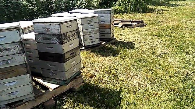 Поведение отводков в Альпийцах (отсутствие слётов) на зимовалую матку. смотреть онлайн