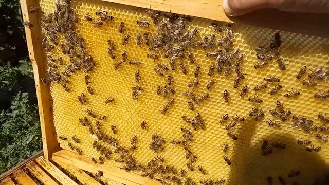 04.07.2023 г. О чём говорят рамки с вощиной? смотреть онлайн