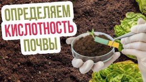 Как измерить кислотность почвы? Определение кислотности почвы в домашних условиях