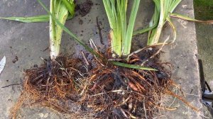 Как разделить лилейник🌺