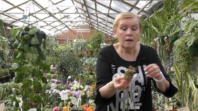 Дисхидия (Dischidia)- описание, виды и уход в домашних условиях.