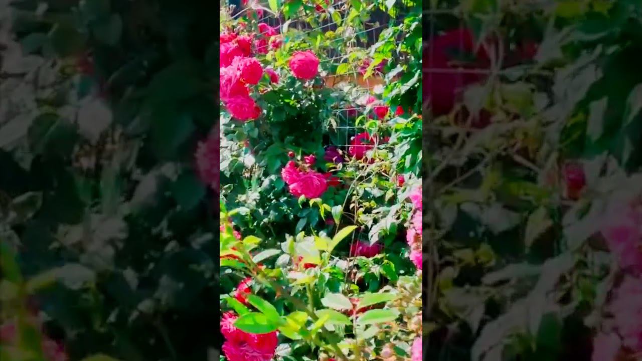 розы 1 смотреть онлайн