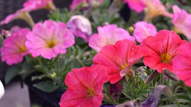 петуния, танец цветов, релакс видео 06 06 23 смотреть онлайн