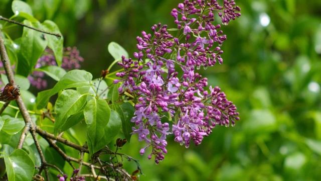 Fujifilm X A1 Body_ fujifilm x a1 смотреть онлайн