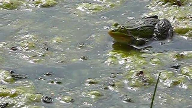 Прудовая лягушка - Rana Lessonae