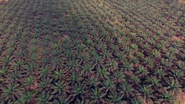 No good choices on Lake Victoria смотреть онлайн