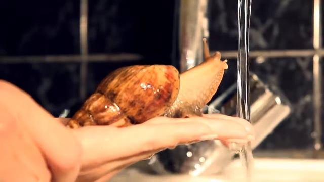 САМЫЕ НЕОБЫЧНЫЕ ДОМАШНИЕ ЖИВОТНЫЕ   ТОП 10  2018