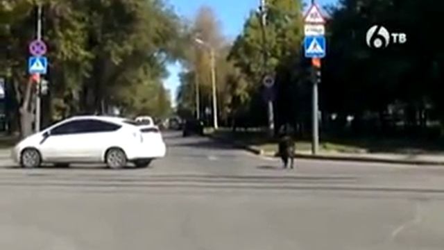 Дикий кабаняра в Хабаровске смотреть онлайн