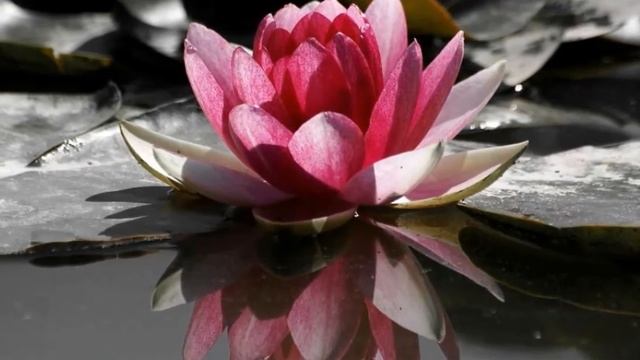 Pure Paradise ~ Armik
