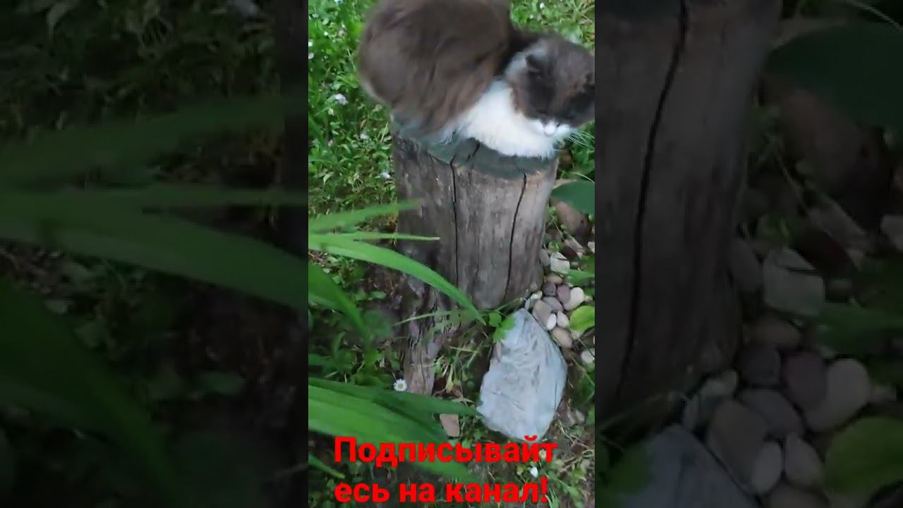 пень и любимое место кота! смотреть онлайн