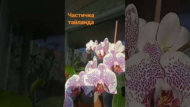 частичка тайланда смотреть онлайн