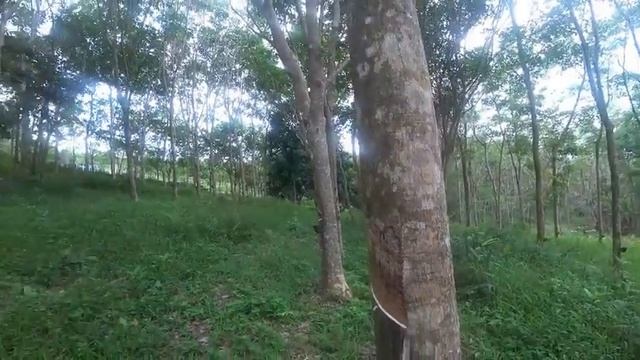 Пхукет2023. Самостоятельно пешком через джунгли к храму Биг Будда (Big Budda). Для путешественников