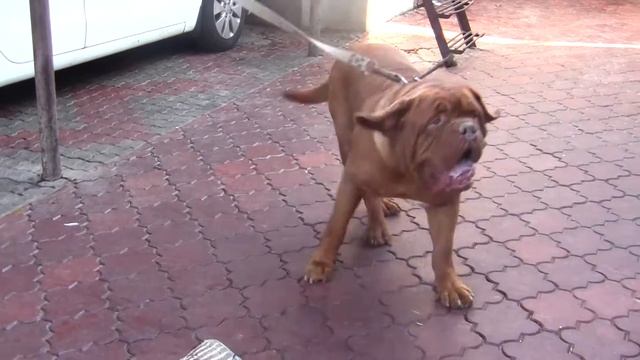 Охрана Питомник бордоских догов «Perle de France» http://perl.petsinform.com/ смотреть онлайн