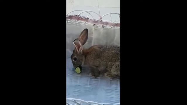 Кролик - "...и выбежал заяц из леса". Кролик прибежал из дикой природы в частный дом смотреть онлайн