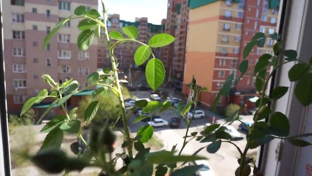 Купила розу Фламентанц смотреть онлайн
